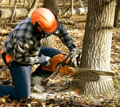 Tree Removal in Canadian, TX